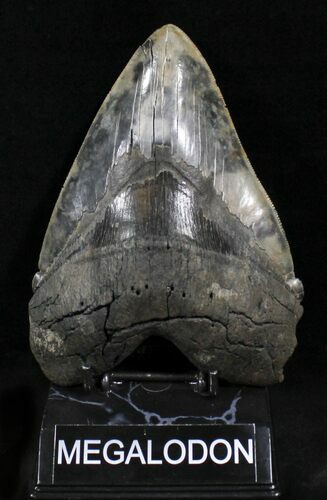 Killer Megalodon Tooth - An Absolute Beast #25605